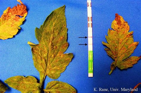 Agdia ImmunoStrip® for TSWV (Tomato spotted wilt virus)